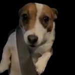 Cachorrada FC